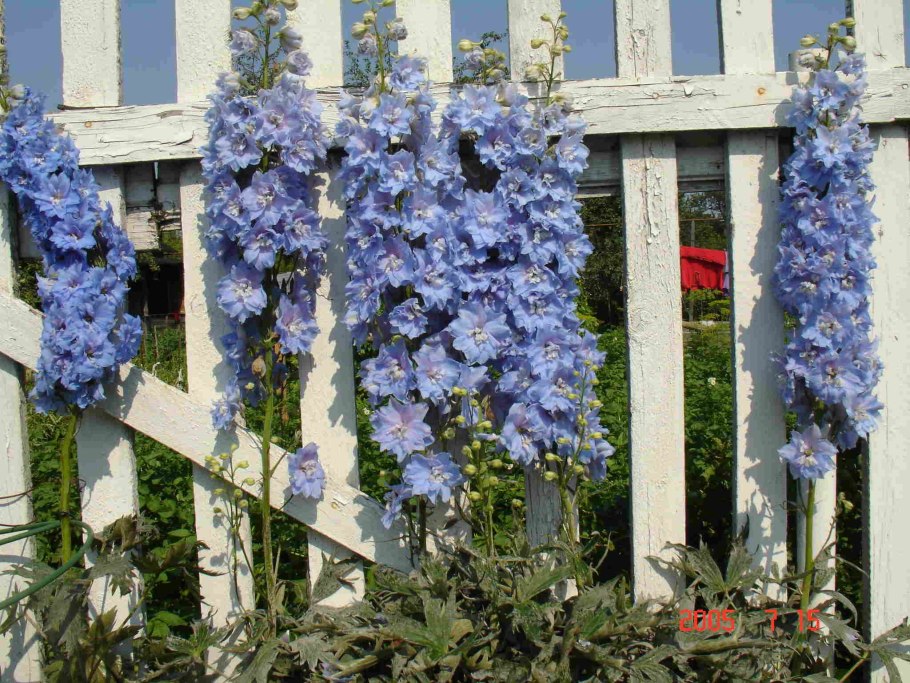 Дельфиниум Аяксов