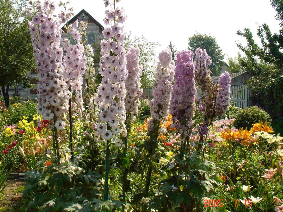 Дельфиниум Делфиз Диамант