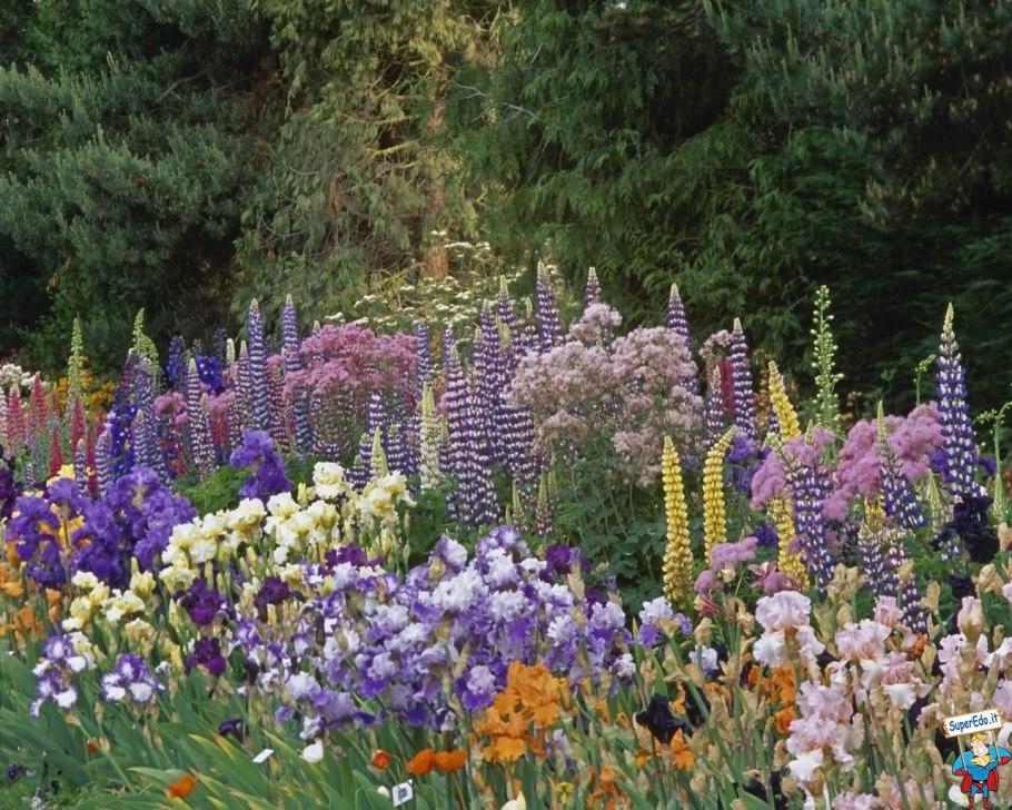 Люпин и дельфиниум