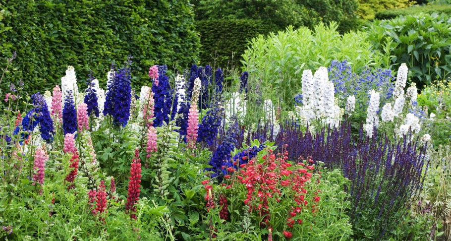 Люпин, Аконит, дельфиниум