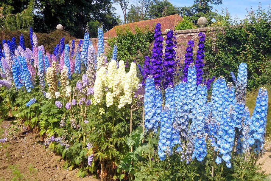 Дельфиниум полевой однолетний