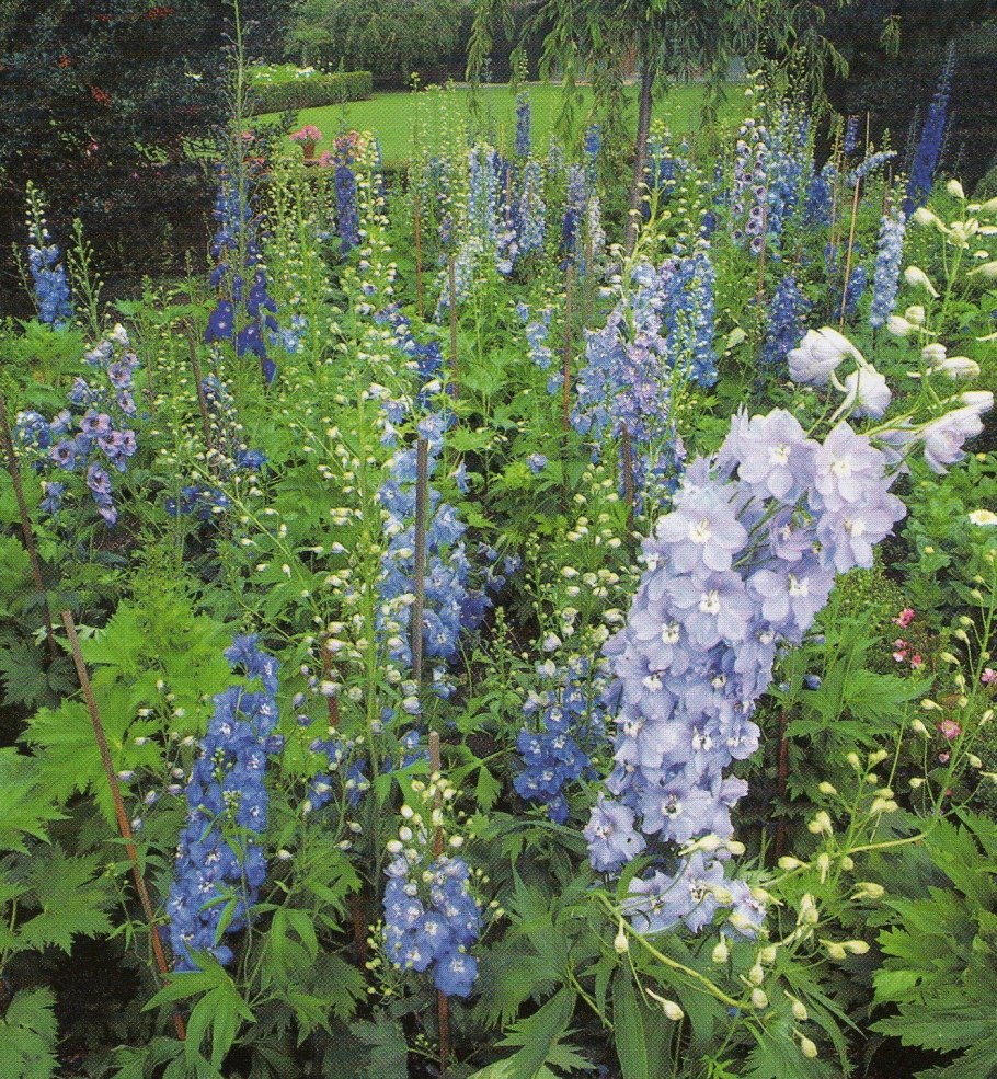 Дельфиниум многолетний на клумбе