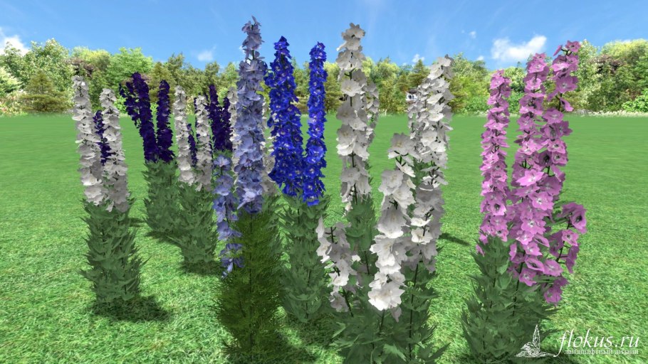 Дельфиниум k081