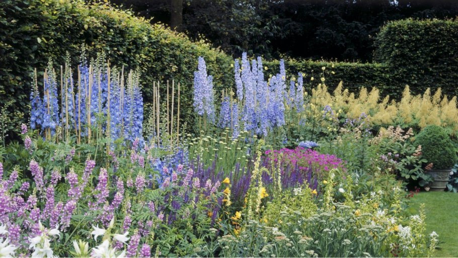 Дельфиниум и дербенник