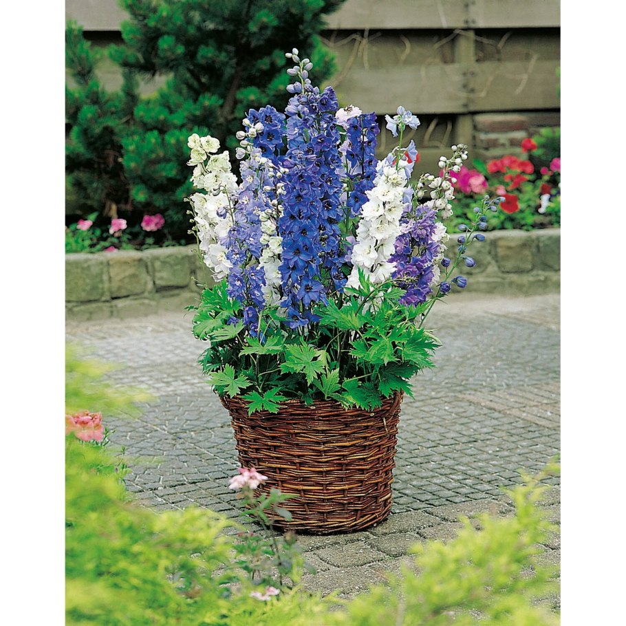 Дельфиниум Magic Fountains