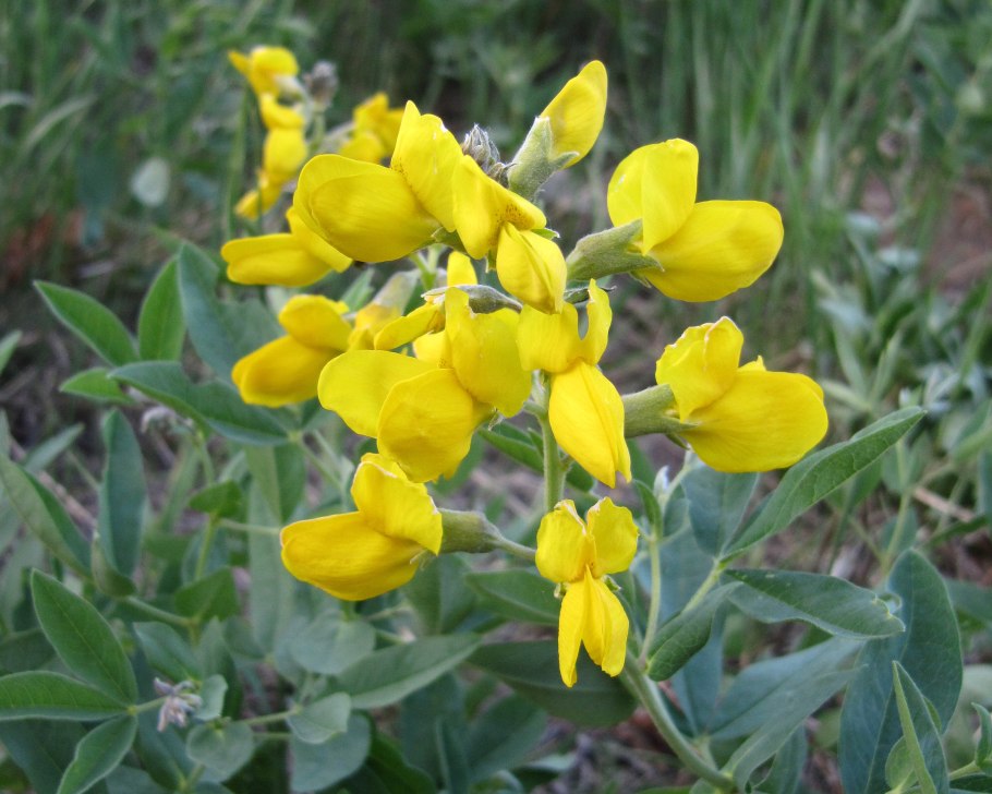 Термопсис Сибирский