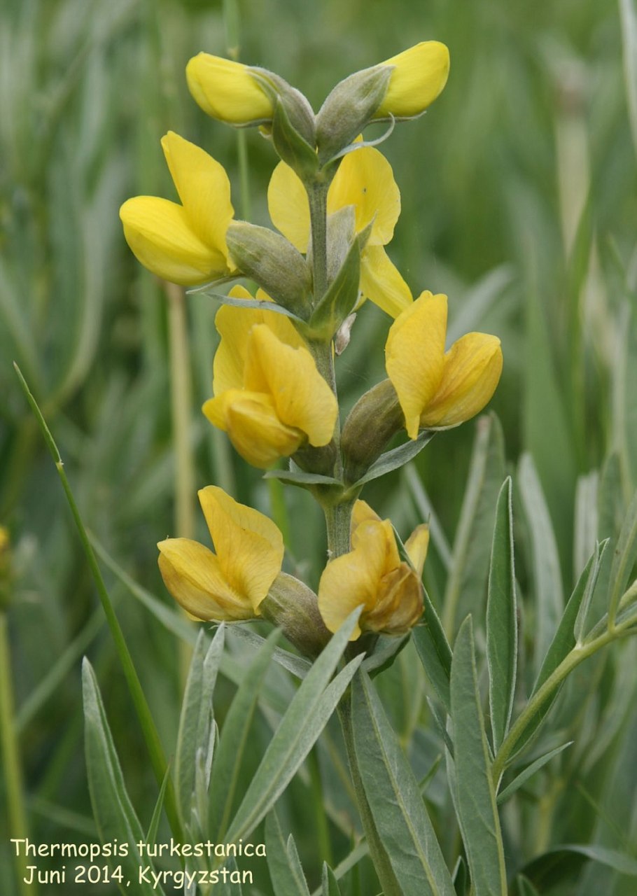 Термопсис очередноцветковый