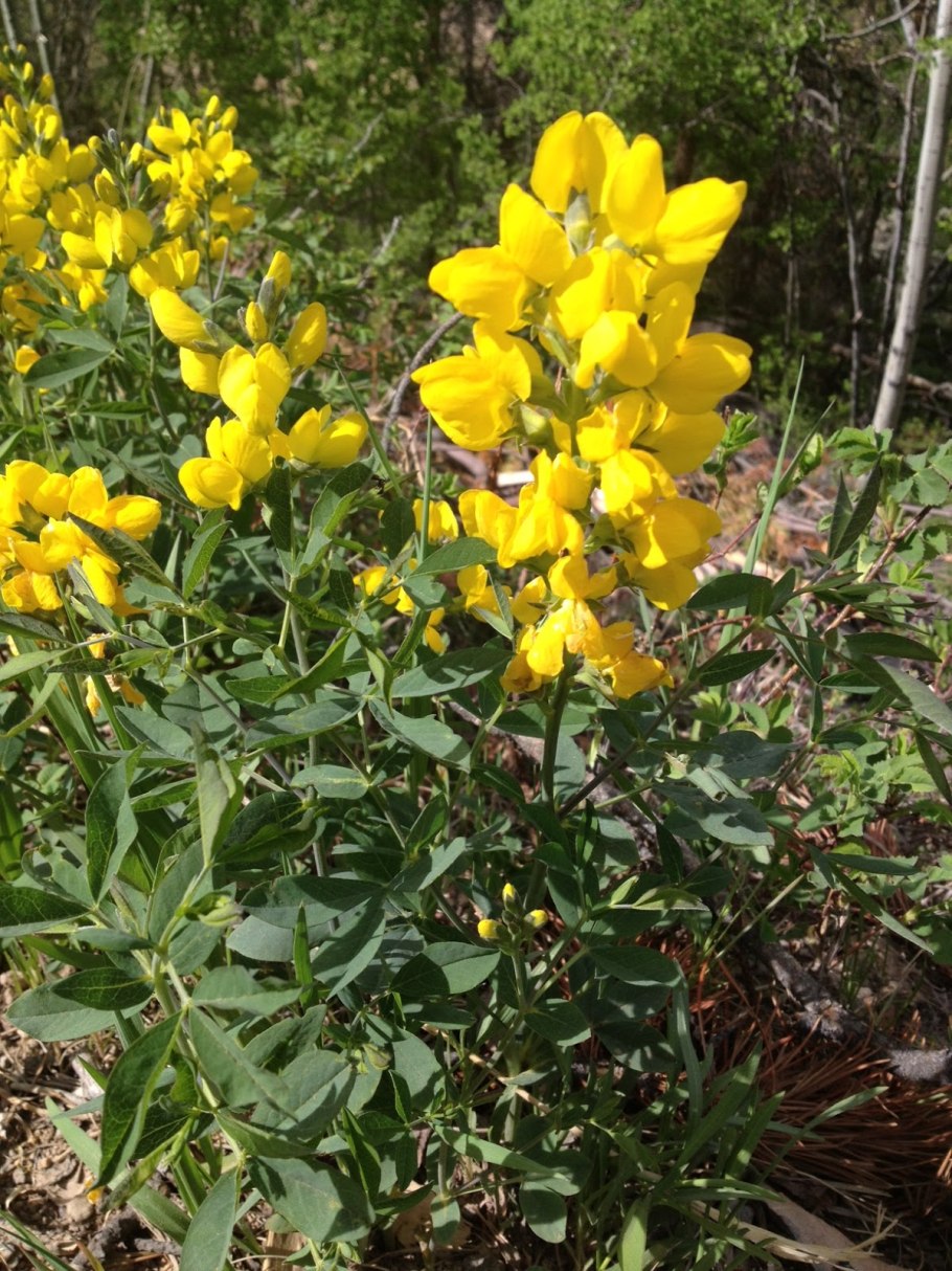 Термопсис ланцетный семена