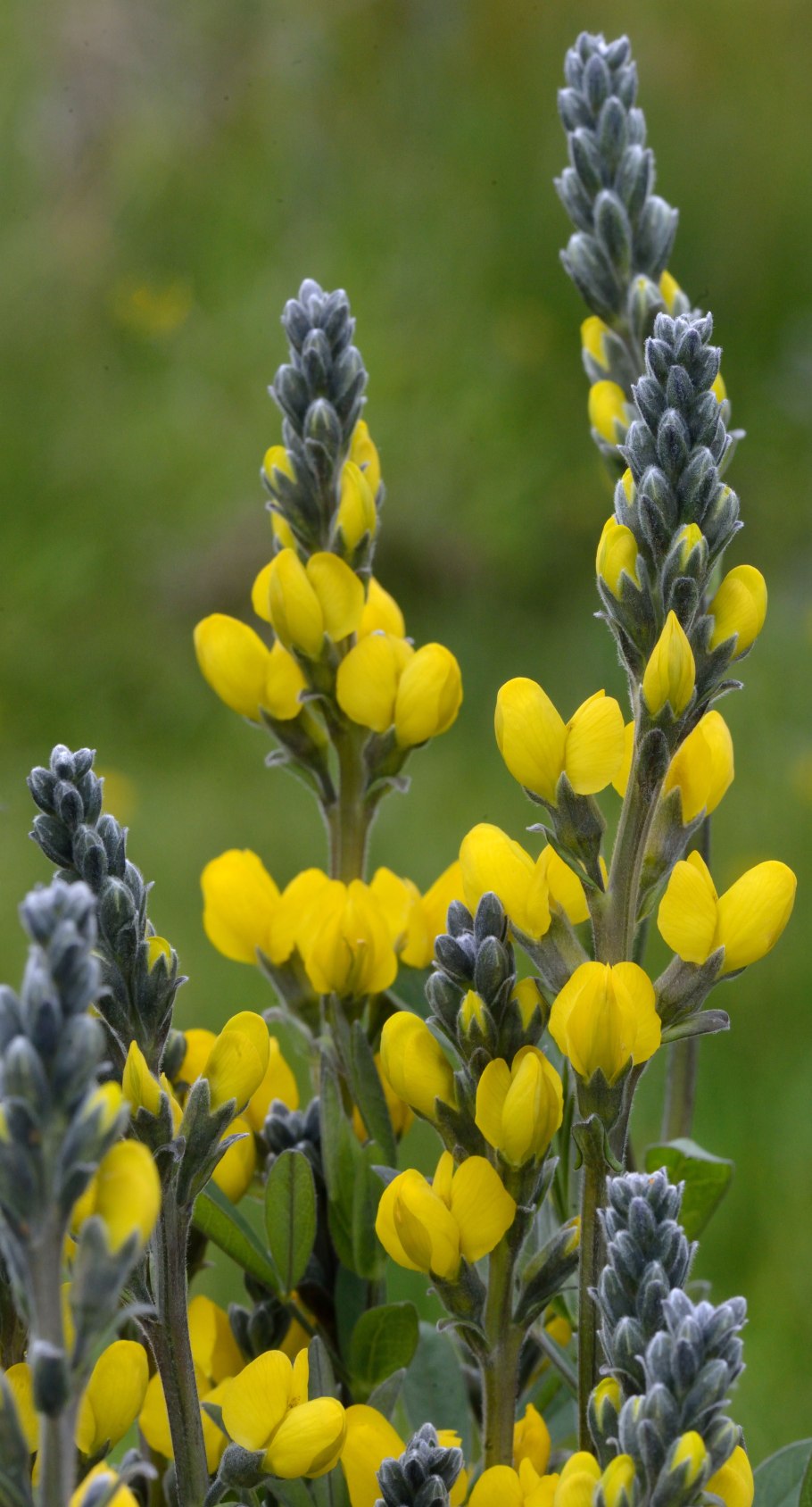 Термопсис люпиновидный