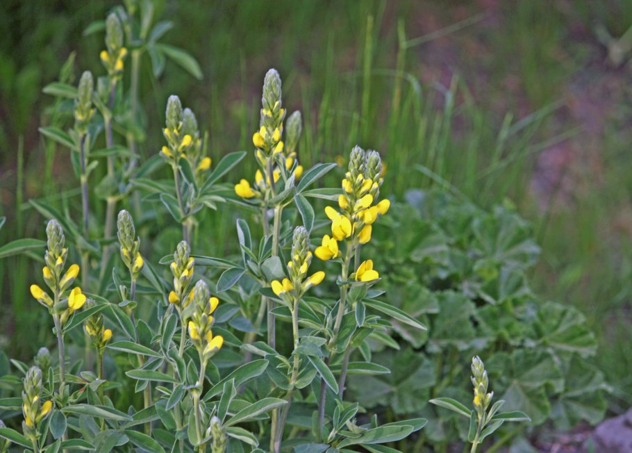 Термопсис очередноцветковый