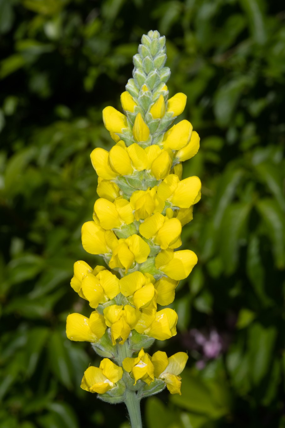 Термопсис ланцетный