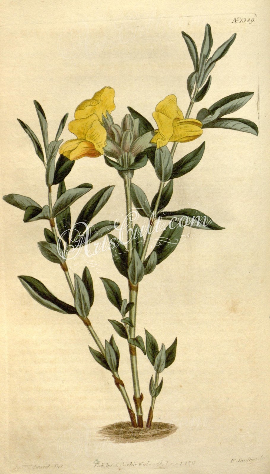 Термопсис ланцетный