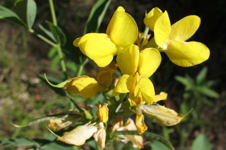 Термопсис ланцетный