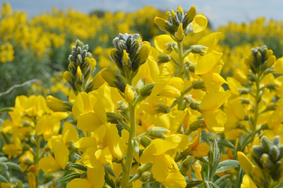 Термопсол таблетки от кашля №10 таб