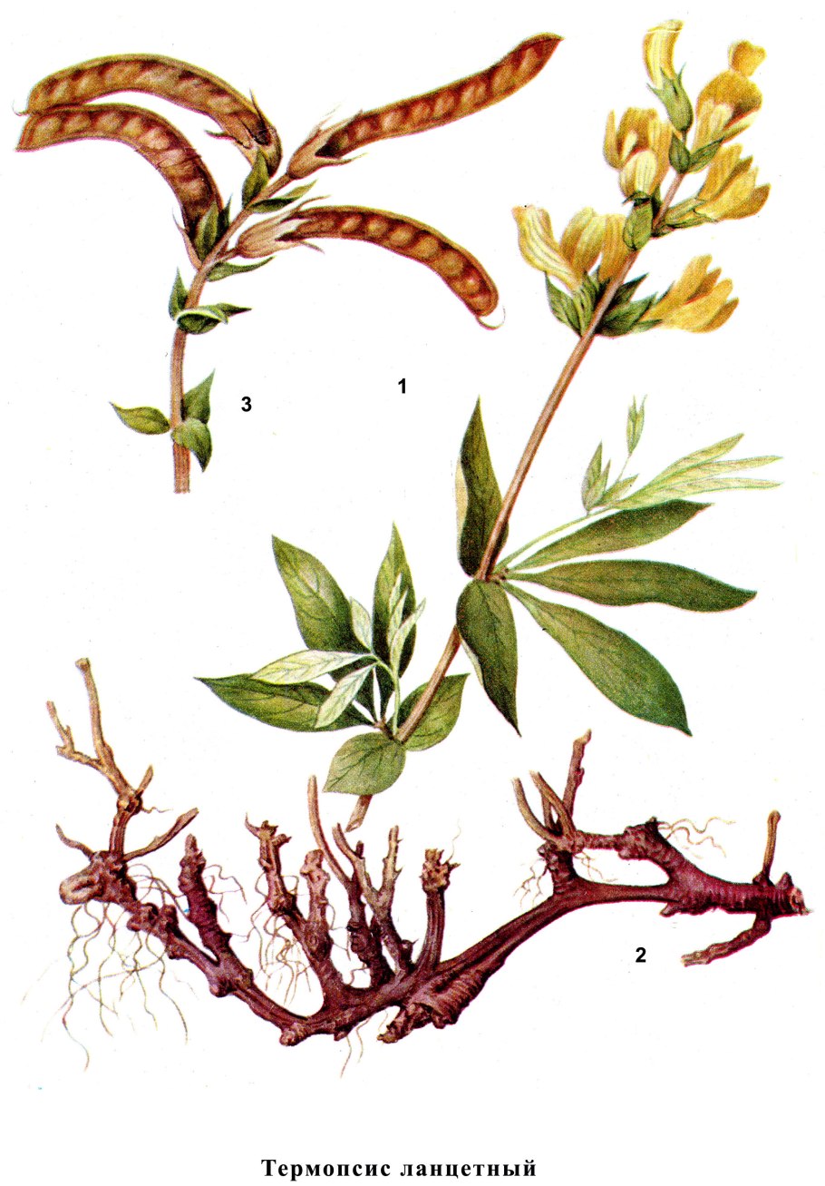 Термопсис ланцетовидный Thermopsis lanceolata