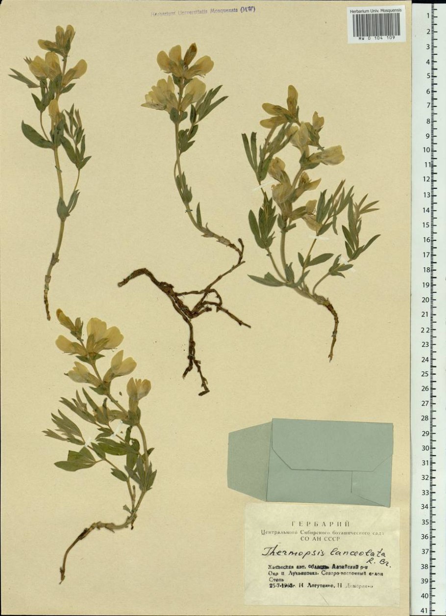 Трава термопсиса ланцетного препараты