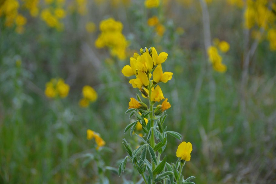 Термопсис ланцетный