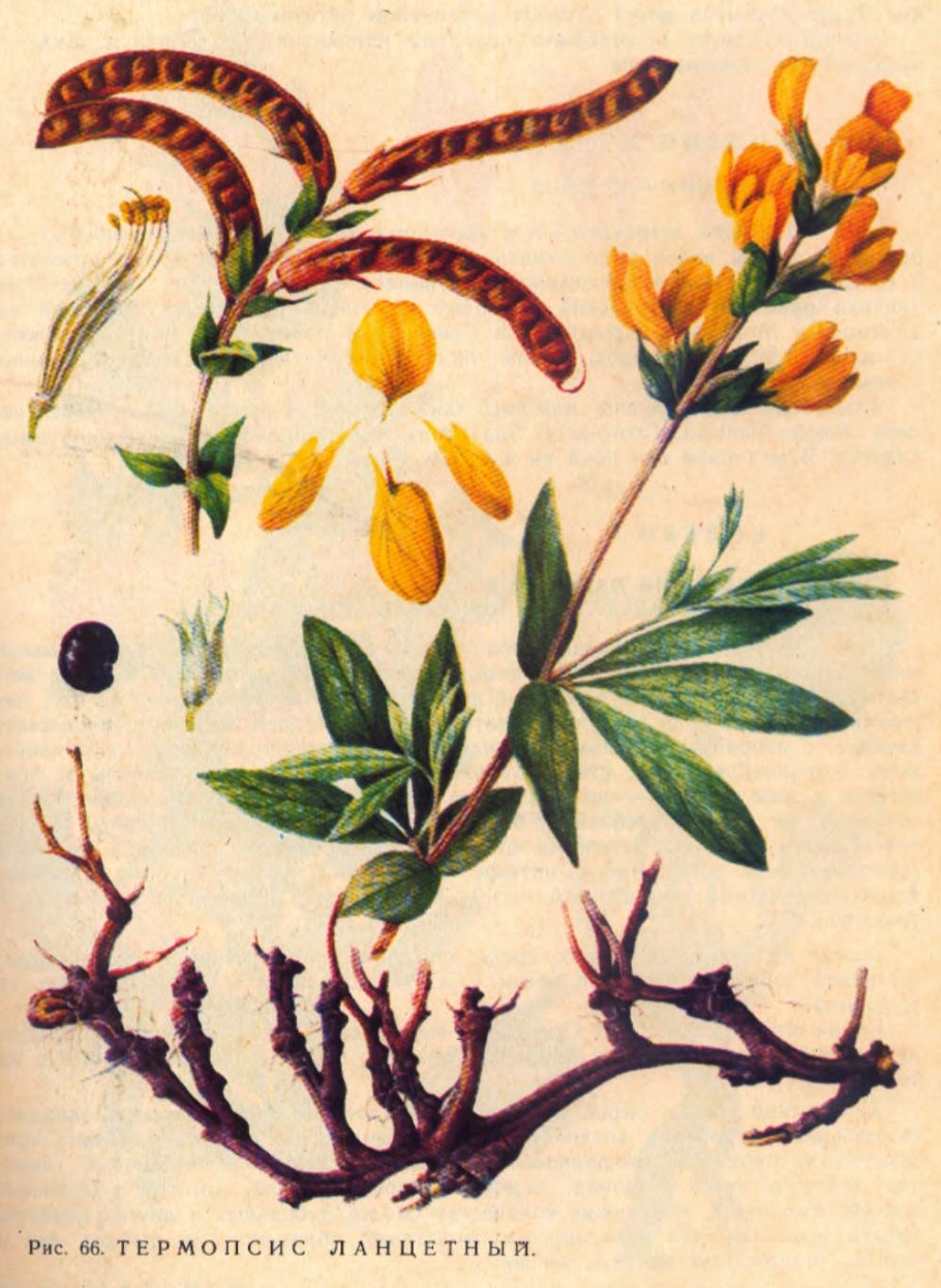 Таблетки от кашля 20 Вифитех