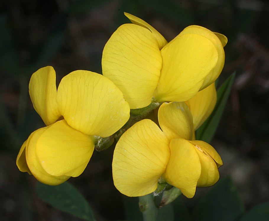 Термопсис бобовый