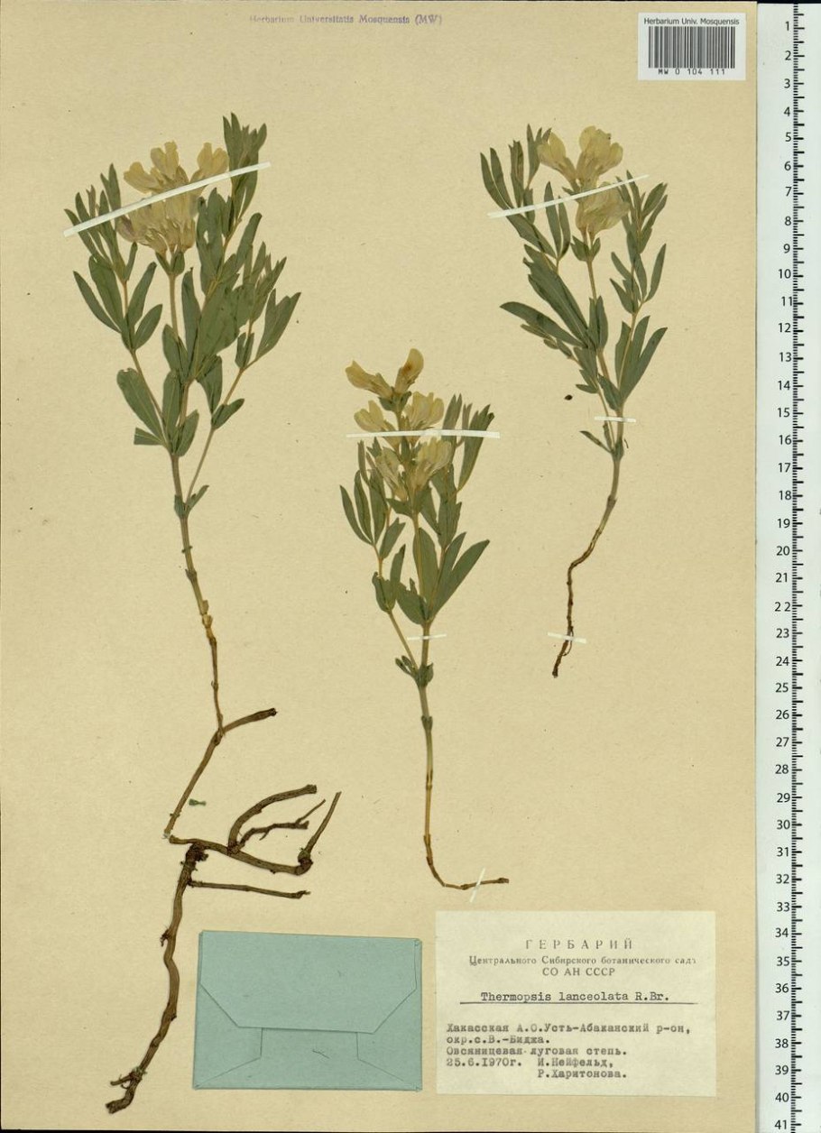 Термопсис ланцетный гербарий