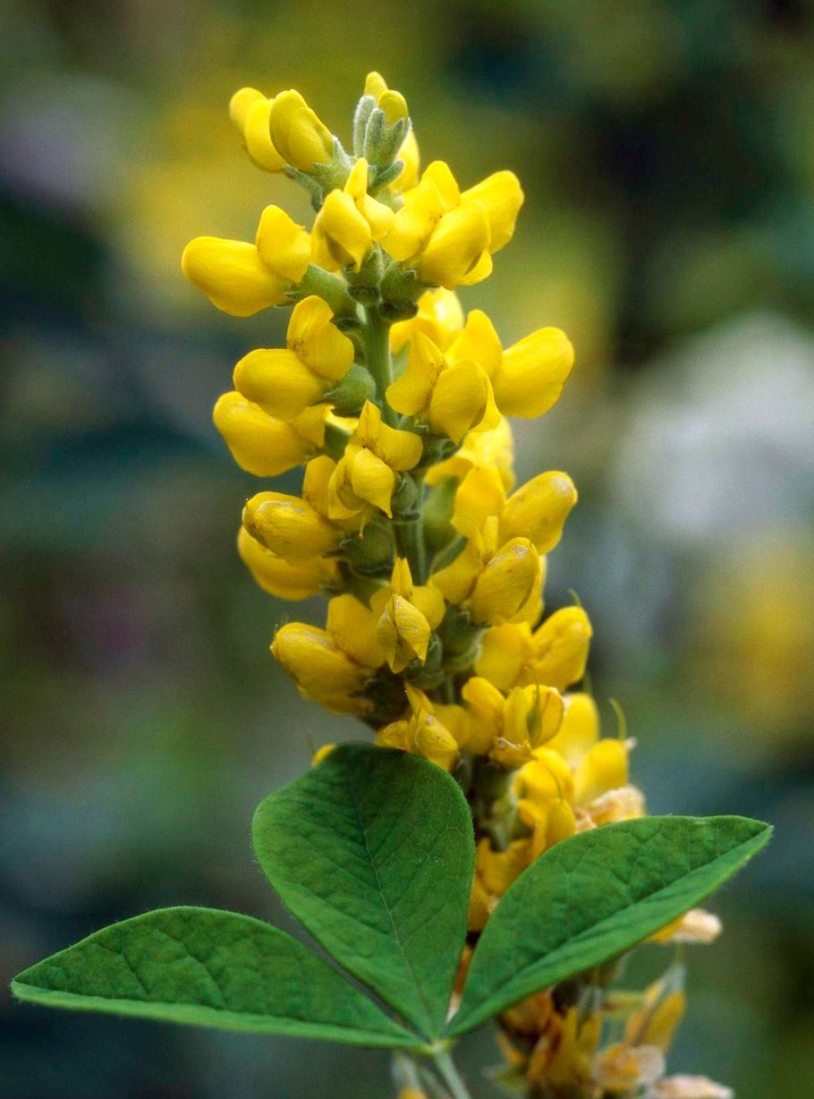 Мышатник (термопсис)