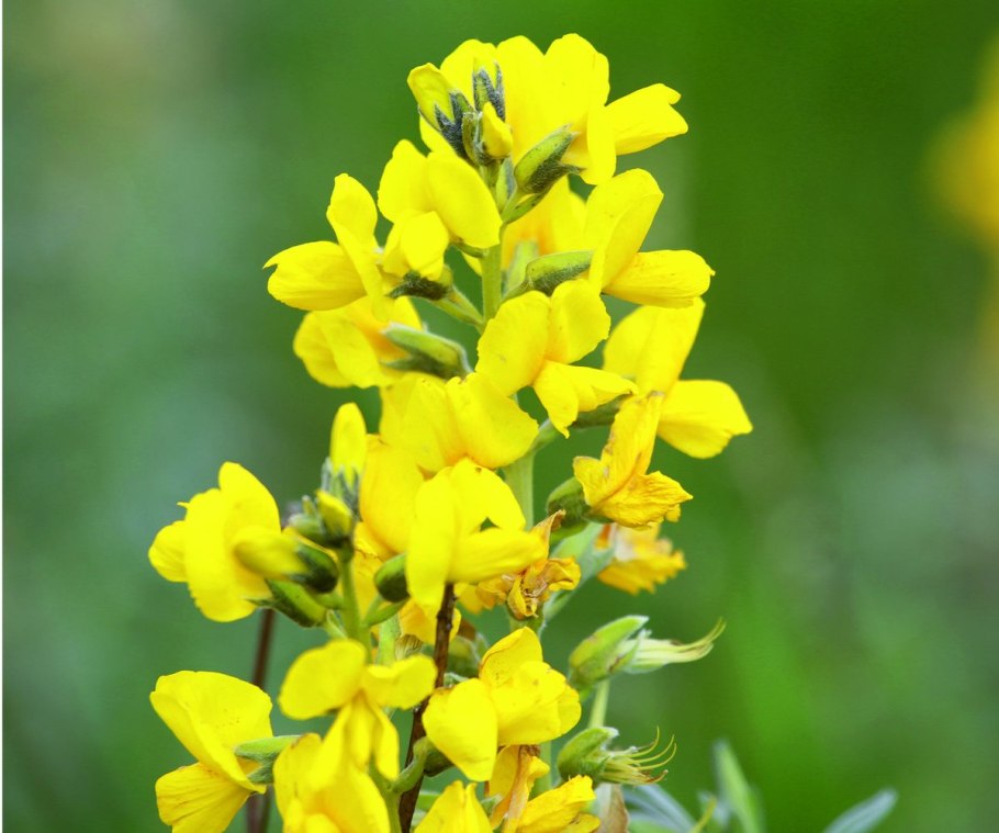 Термопсис ланцетный