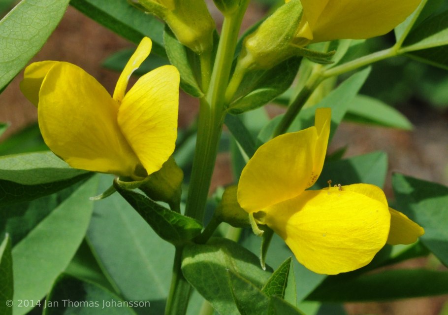 Термопсис очередноцветковый
