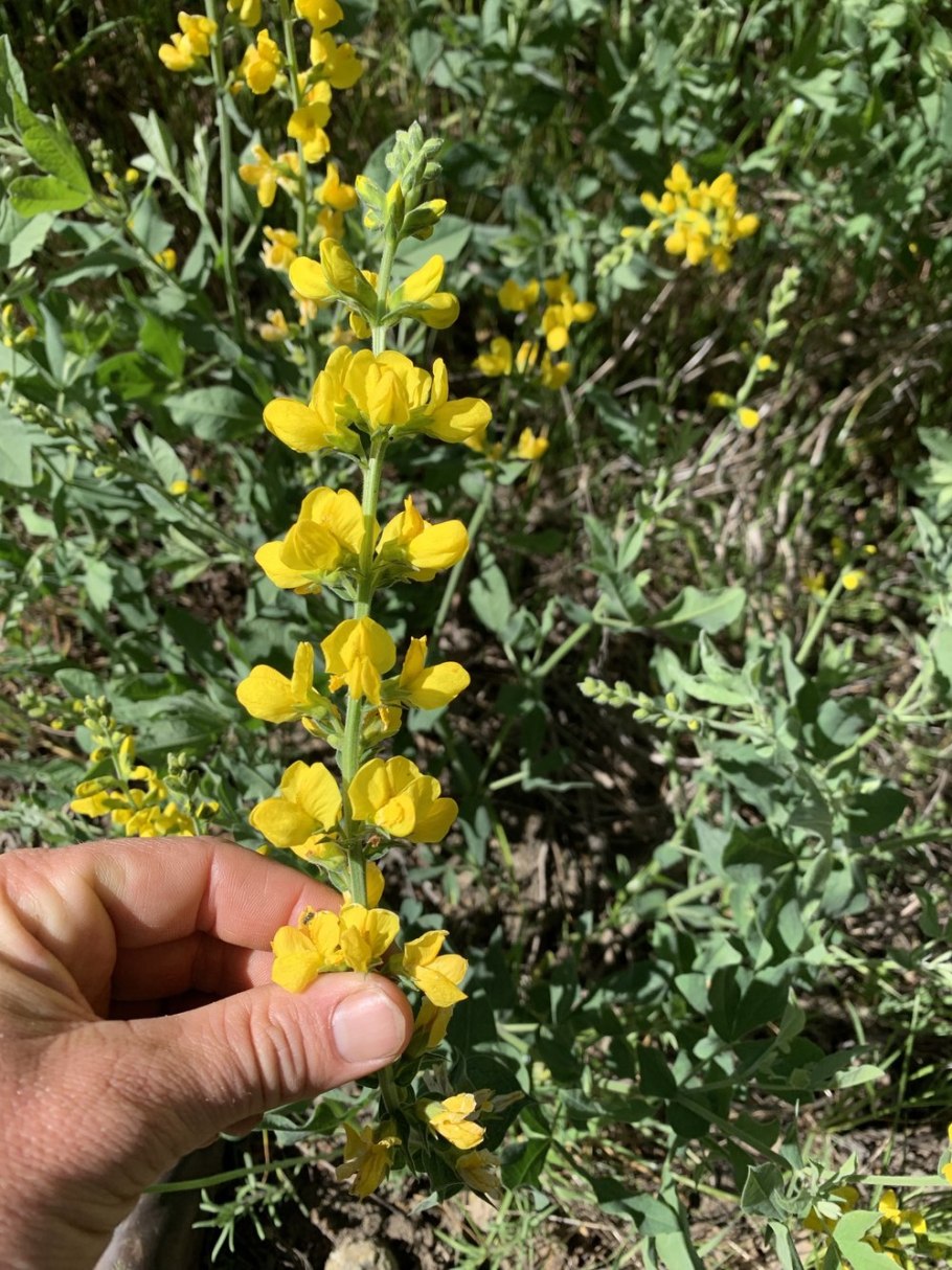 Термопсис ланцетный гербарий