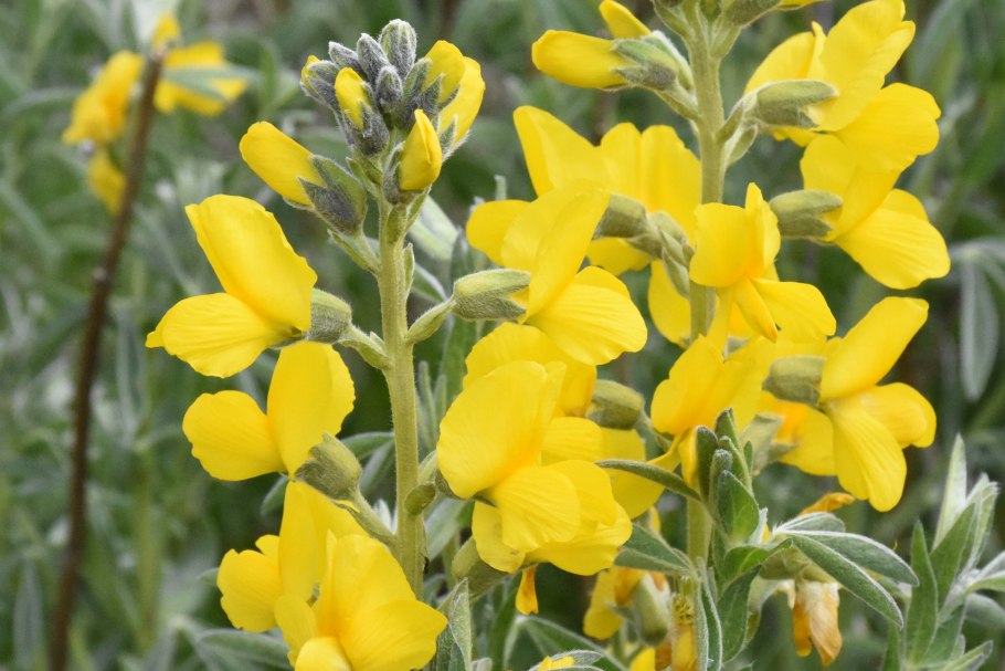 Термопсис ланцетный