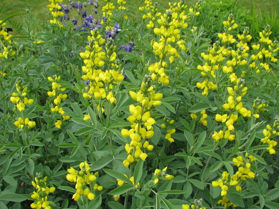 Термопсис ланцетный