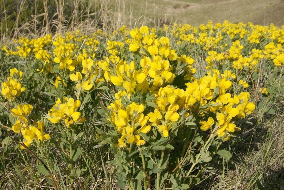 17. Термопсис