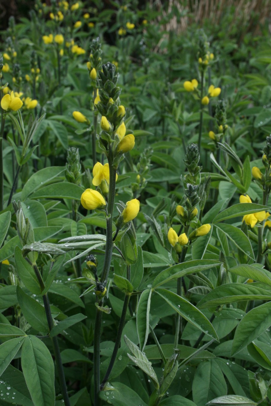 Термопсис ланцетный