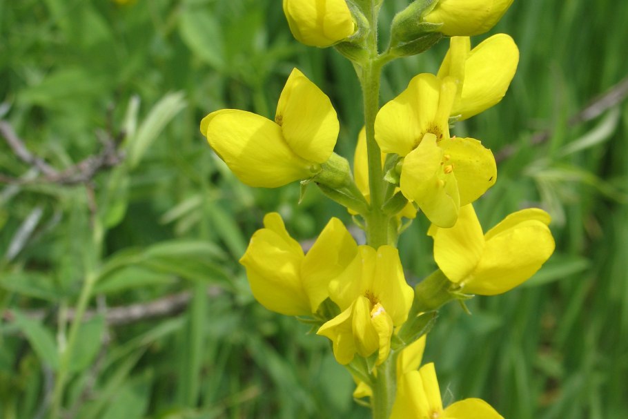 Термопсис ланцетный