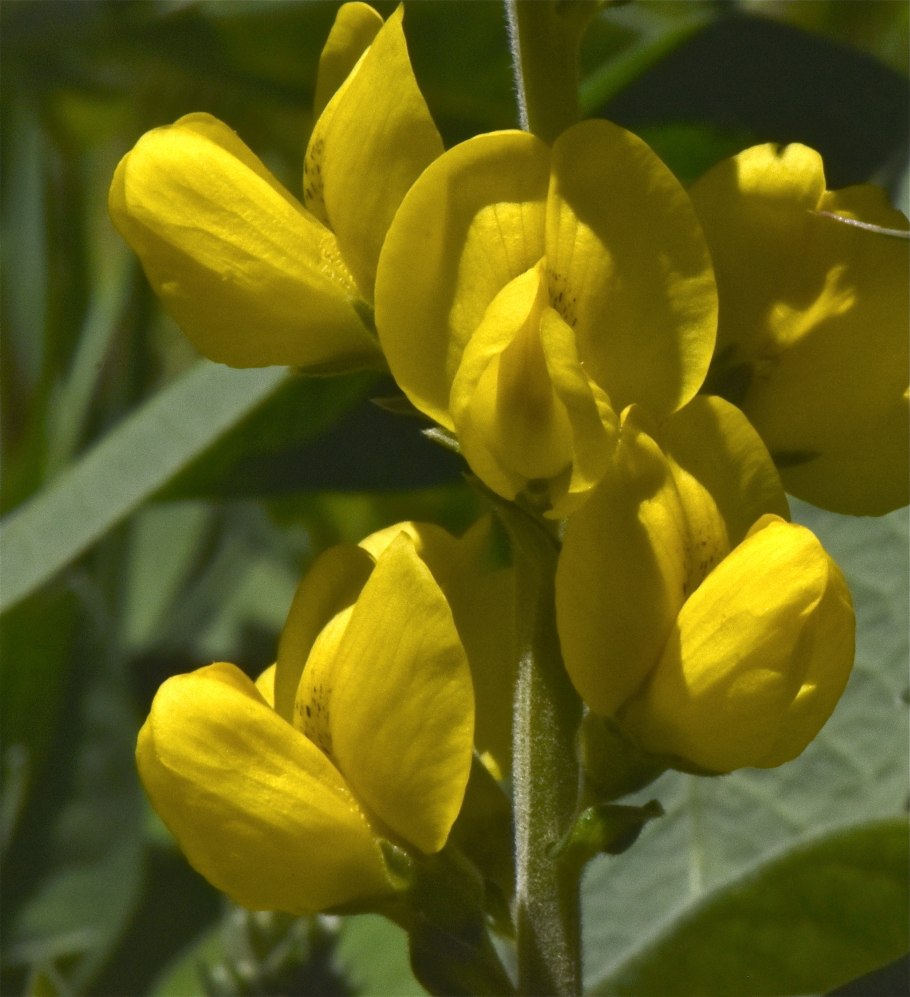 Термопсис очередноцветковый ГФ