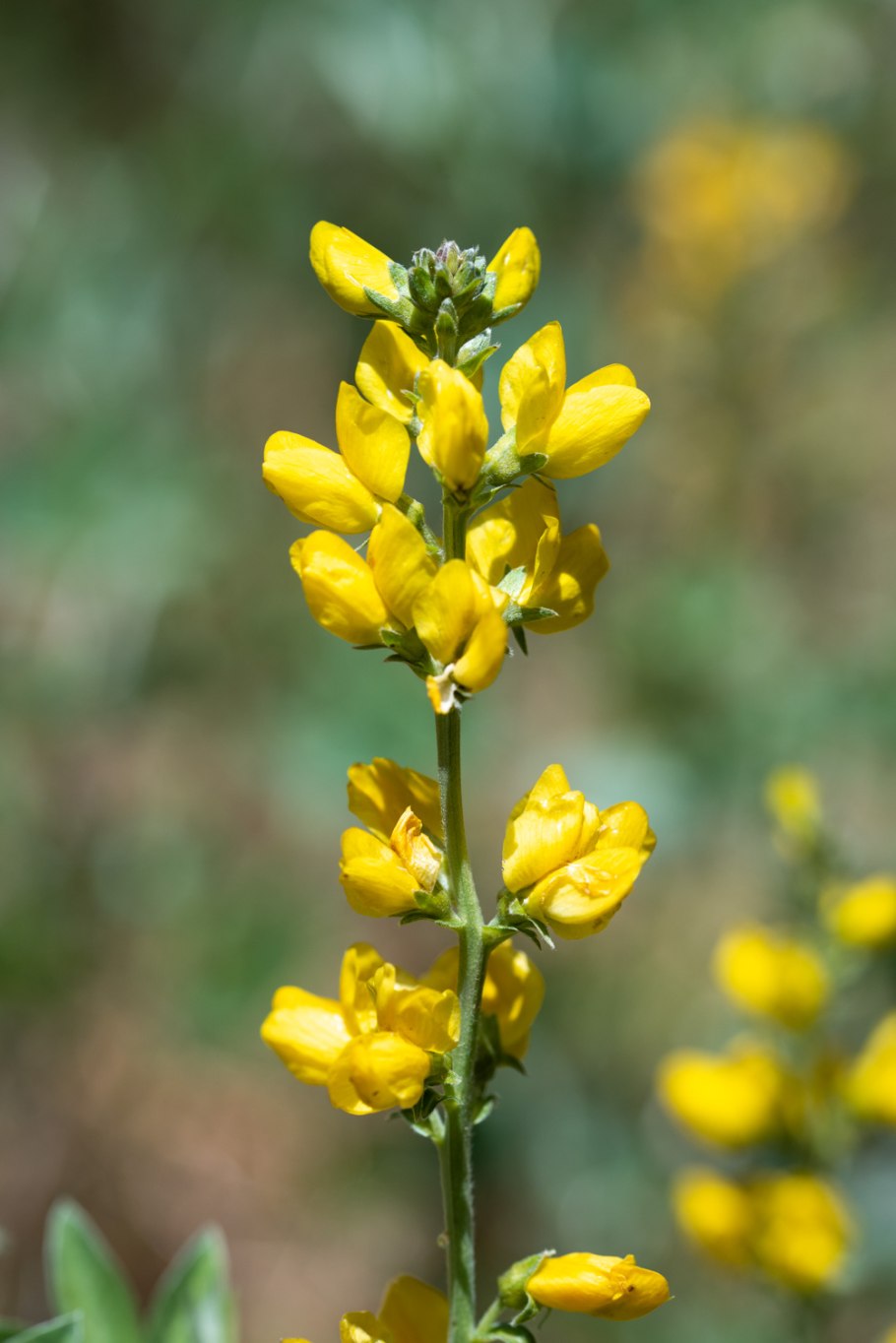 Thermopsis californica var
