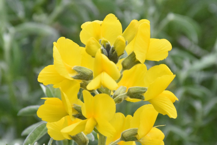 Таблетки от кашля термопсиса ланцетного трава