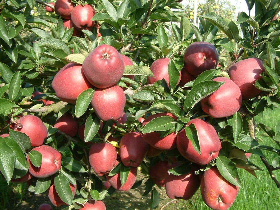 Яблоня Вейс Скарлет