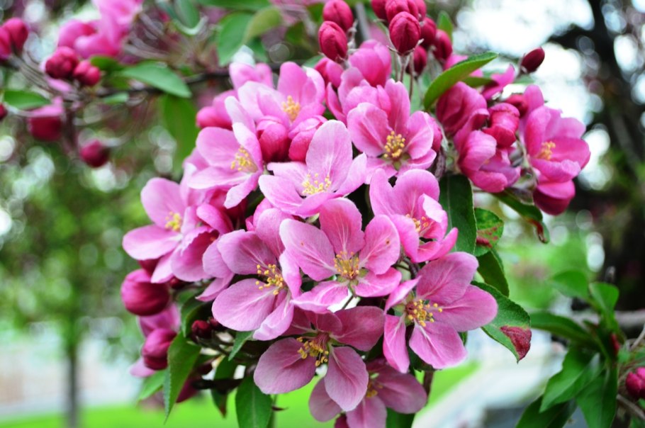 Яблоня хубейская