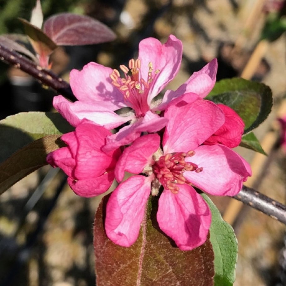 Malus purpurea