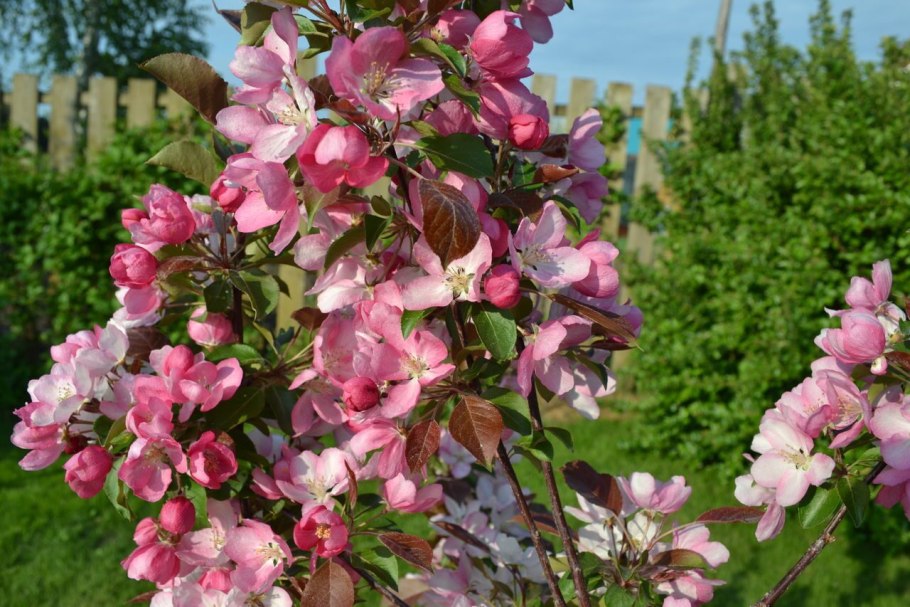 Яблоня 'Скарлет', Malus 'Scarlet',