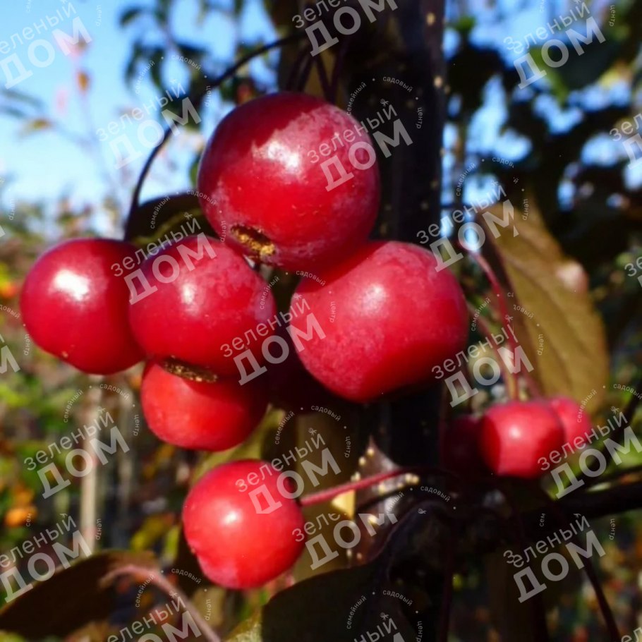 Яблоня 'Скарлет', Malus 'Scarlet',