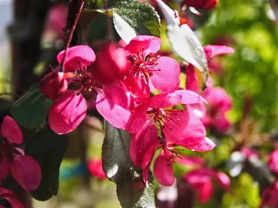 Яблоня 'Скарлет', Malus 'Scarlet',