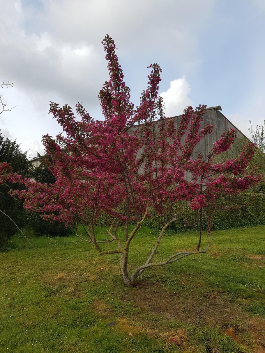 Яблоня торинго Скарлет