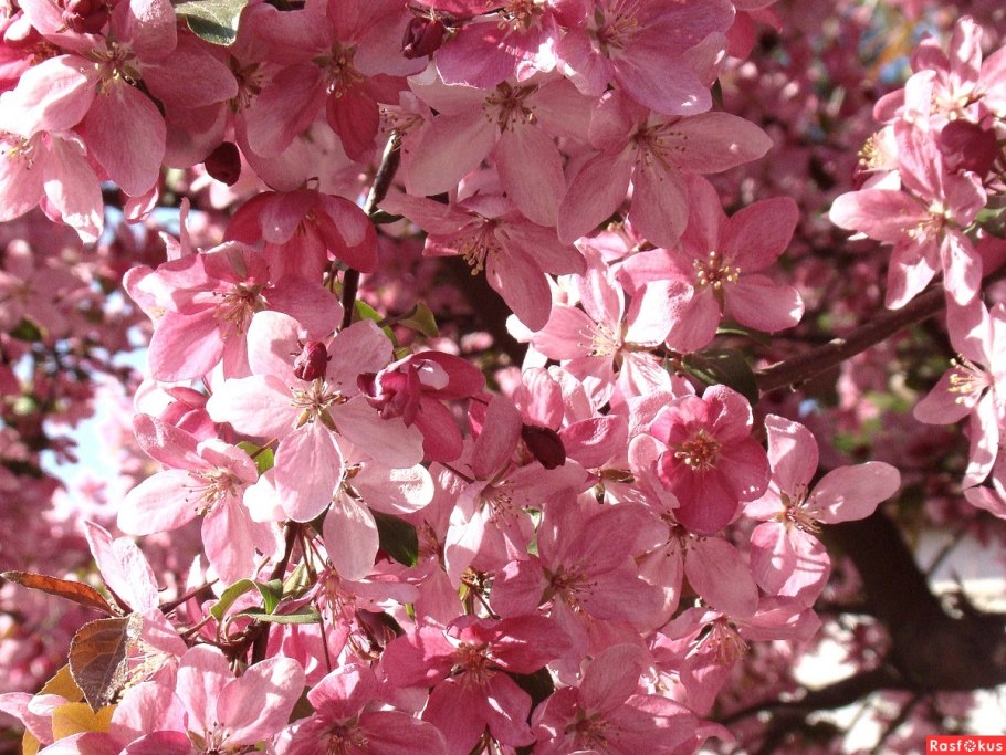 Яблоня Райская Аляска