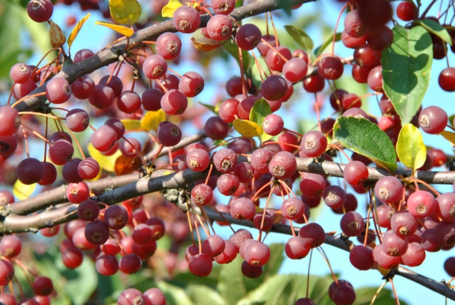 Яблоня краснолистная роялти