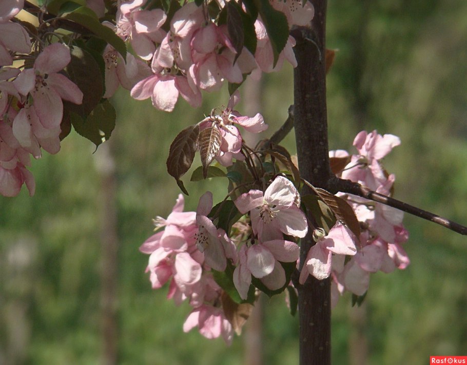 Боярышник laevigata 'Paul's Scarlet'