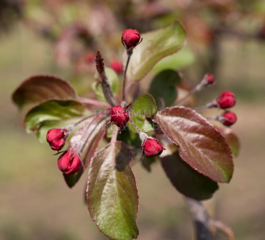 Яблоня 'Скарлет', Malus 'Scarlet',