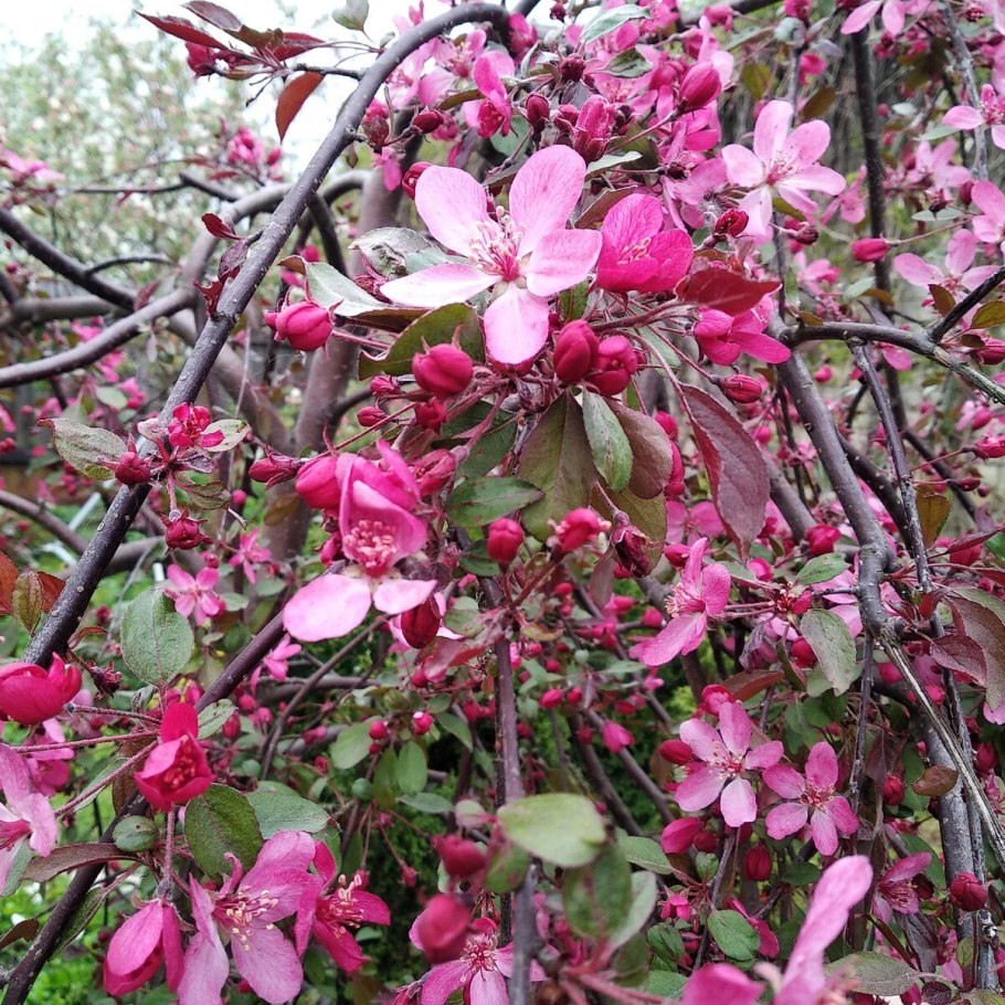 Боярышник декоративный Пауль Скарлет