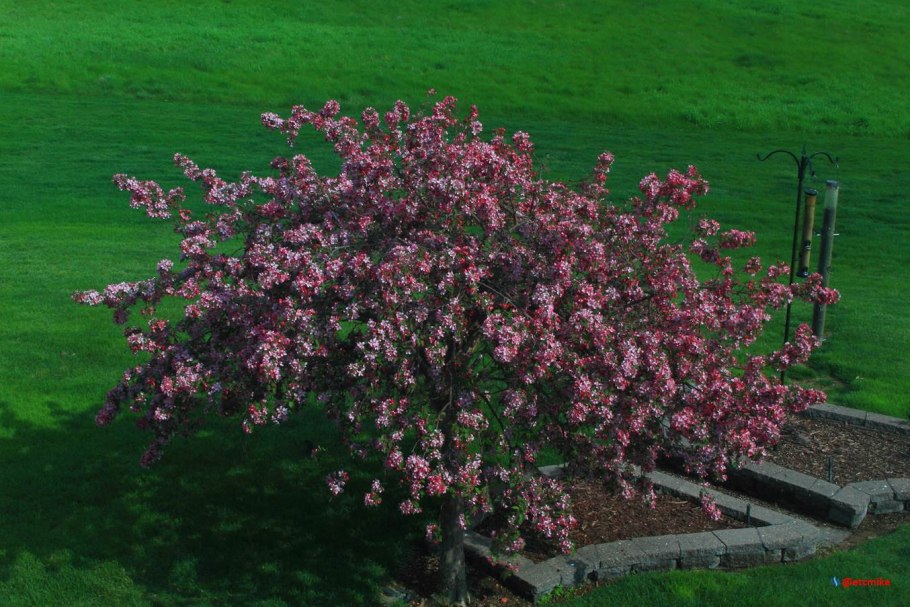 Яблоня декоративная бренди Мэджик