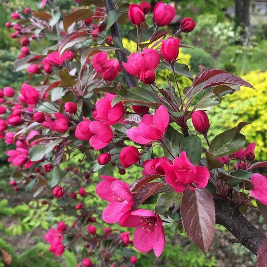 Яблоня Malus Rudolph